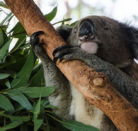 Macquarie Nature Reserve - Travel Search