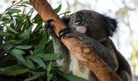 Macquarie Nature Reserve - Cruises Travel 0