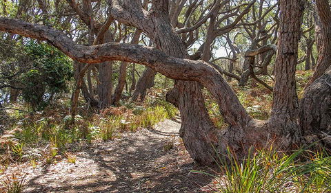 Middle Lagoon Walking Track - Tourism Guide 2