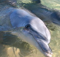 Dolphins of Monkey Mia - Tourism Guide