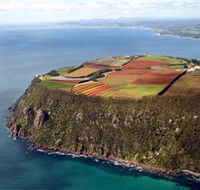 Table Cape - Tourism Guide