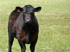 Denham Farm Beef And Lamb - Cruises Travel 0