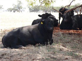 Denham Farm Beef And Lamb - Cruises Travel 1