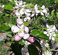 Avro Park Orchards - Tourism Guide