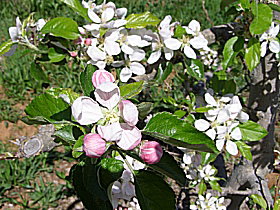 Avro Park Orchards - Travel Search 0