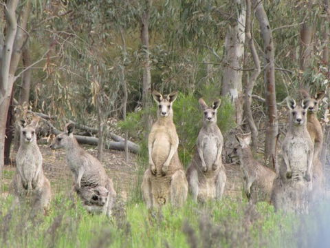 Echidna Walkabout Nature Tours - Tourism Guide 15