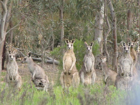 Echidna Walkabout Nature Tours - Tourism Guide 16