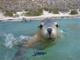 Calypso Star Charters - Cruises Travel 0