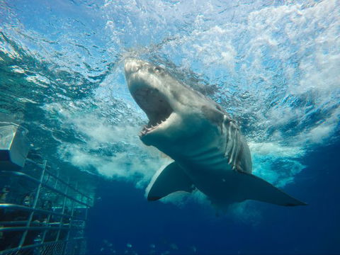 Calypso Star Charters - Cruises Travel 7