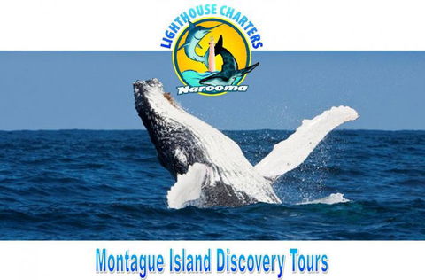 Lighthouse Charters Narooma - Tourism Guide 0
