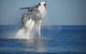 Absolute Ocean Charters - thumb 9