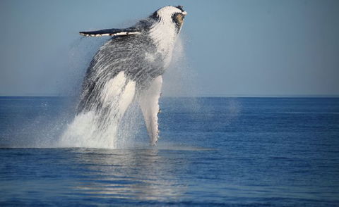 Absolute Ocean Charters - Cruises Travel 9