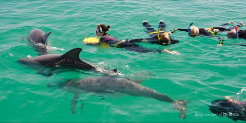 Rockingham Wild Encounters - Swim With Wild Dolphins - Cruises Travel 3