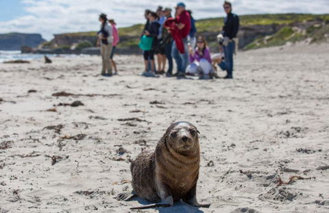 Kangaroo Island Odysseys - Tourism Guide 4