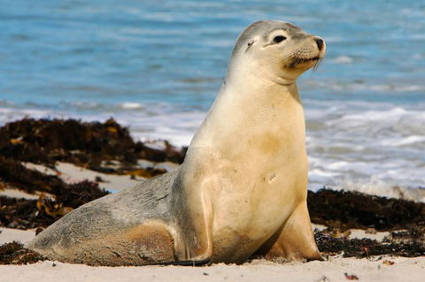 Kangaroo Island Odysseys - Tourism Guide 12