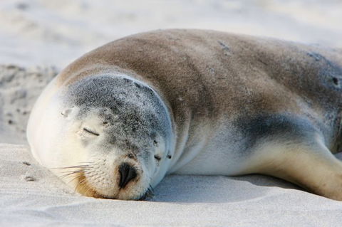Kangaroo Island Odysseys - Tourism Guide 18