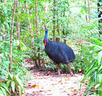 Daintree Safaris - Tourism Guide