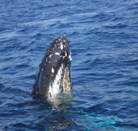 Jervis Bay Whales - Tourism Guide