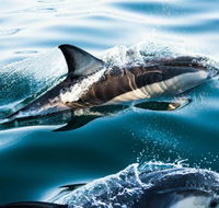 Dolphin Swim Australia - Tourism Guide