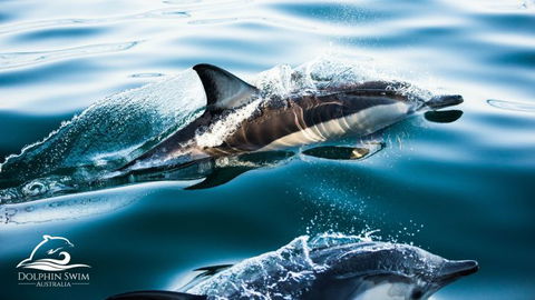 Dolphin Swim Australia - Tourism Guide 1