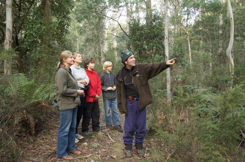 Great Western Tiers Forest Walks Tasmania - Cruises Travel 1