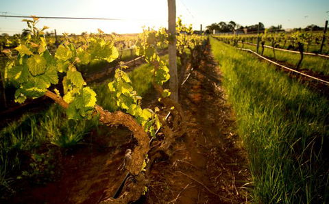 Kaesler Old Vine Vineyard Tour - Tourism Guide 0