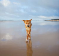 Fraser Island Adventure Tours - Tourism Guide
