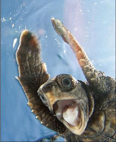 Kirra Dive “On The Tweed” - Tourism Guide 1