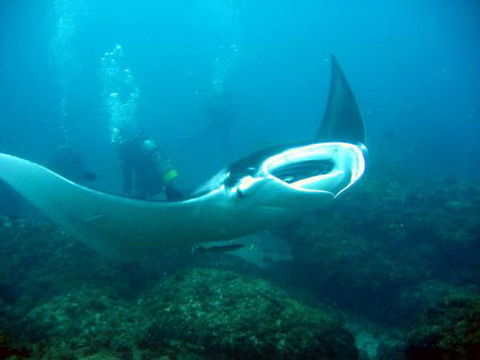 Kirra Dive “On The Tweed” - Tourism Guide 3