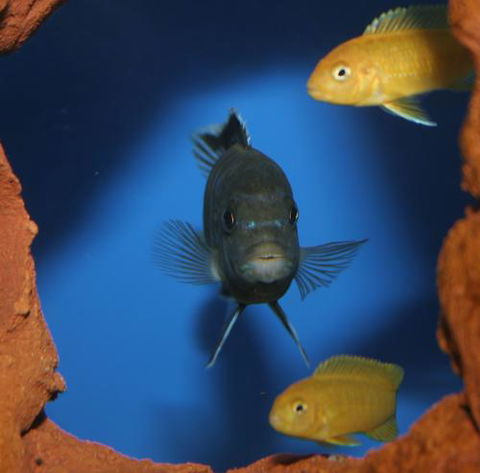 River To Reef Aquarium - Tourism Guide 1