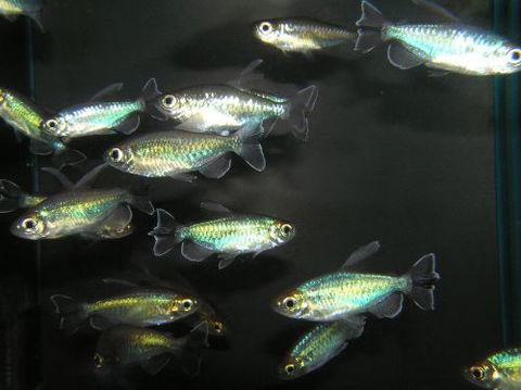 River To Reef Aquarium - Tourism Guide 3
