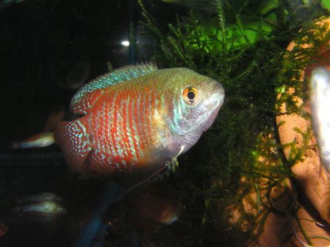 River To Reef Aquarium - Tourism Guide 4