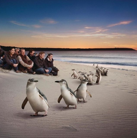 Down Under Thrills - Tourism Guide 0