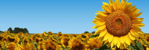 Quirindi Grain And Produce - Tourism Guide 2