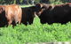 Quirindi Grain And Produce - thumb 3