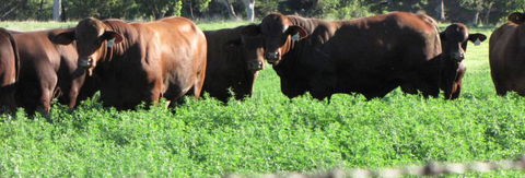 Quirindi Grain And Produce - Tourism Guide 3