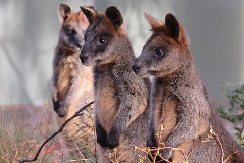 Canberra: Wildlife Encounters At Tidbinbilla Nature Reserveâ€‹ - Tourism Guide 0
