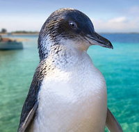 Full-Day Penguin Island  Fremantle Town - Tourism Guide