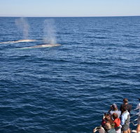 Blue Whale Perth Canyon Expedition - Tourism Guide
