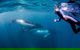 Private Whale Shark Or Humpback Whale Swimming Tour - thumb 1