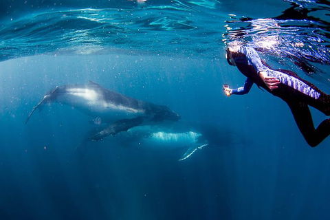 Private Whale Shark Or Humpback Whale Swimming Tour - Tourism Guide 1