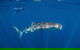 Private Whale Shark Or Humpback Whale Swimming Tour - thumb 0