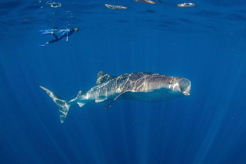 Private Whale Shark Or Humpback Whale Swimming Tour - Tourism Guide 0