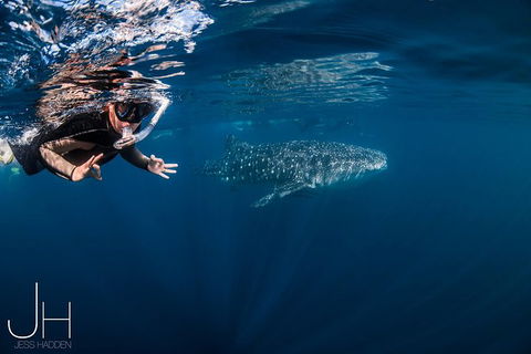 Deluxe WhaleShark Swim Tour On The Ningaloo Reef From Exmouth - Tourism Guide 0