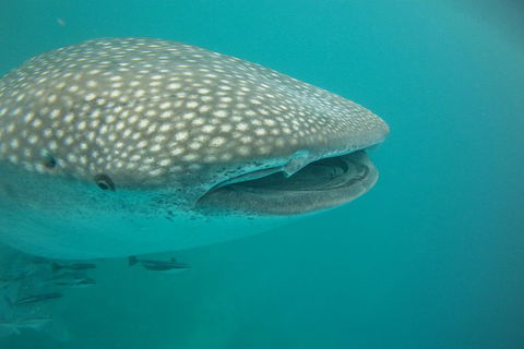 Deluxe WhaleShark Swim Tour On The Ningaloo Reef From Exmouth - Tourism Guide 1
