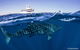 Deluxe WhaleShark Swim Tour On The Ningaloo Reef From Exmouth - thumb 7