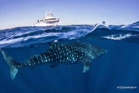 Deluxe WhaleShark Swim Tour On The Ningaloo Reef From Exmouth - Tourism Guide 7