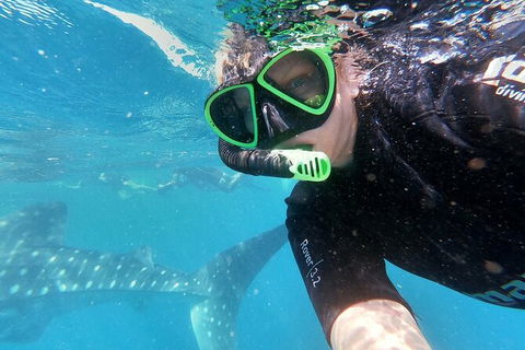 Deluxe WhaleShark Swim Tour On The Ningaloo Reef From Exmouth - Tourism Guide 4