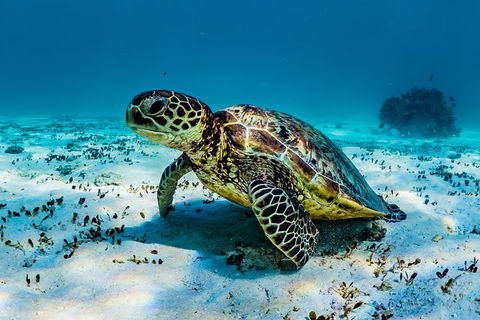 Turtle And Reef Adventure - Tourism Guide 0
