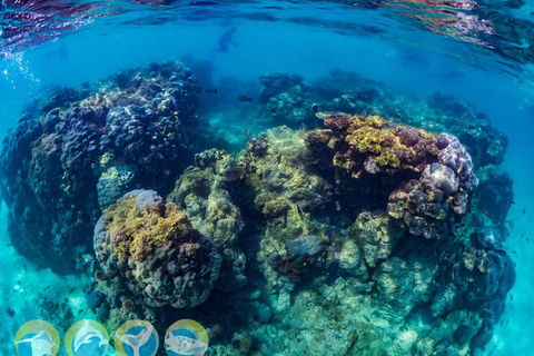 Turtle And Reef Adventure - Tourism Guide 1